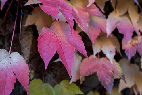 "foglie rosse"